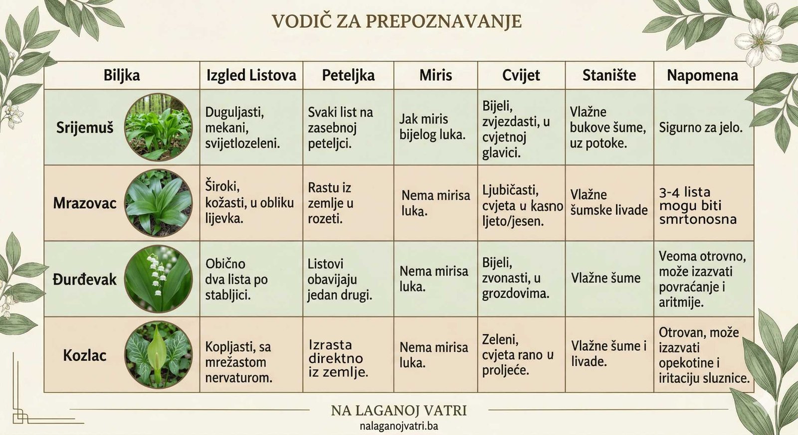 prepoznavanje-srijemusa Tabela za prepoznavanje srijemuša i razlika u odnosu na mrazovac, đurđevak i kozlac.