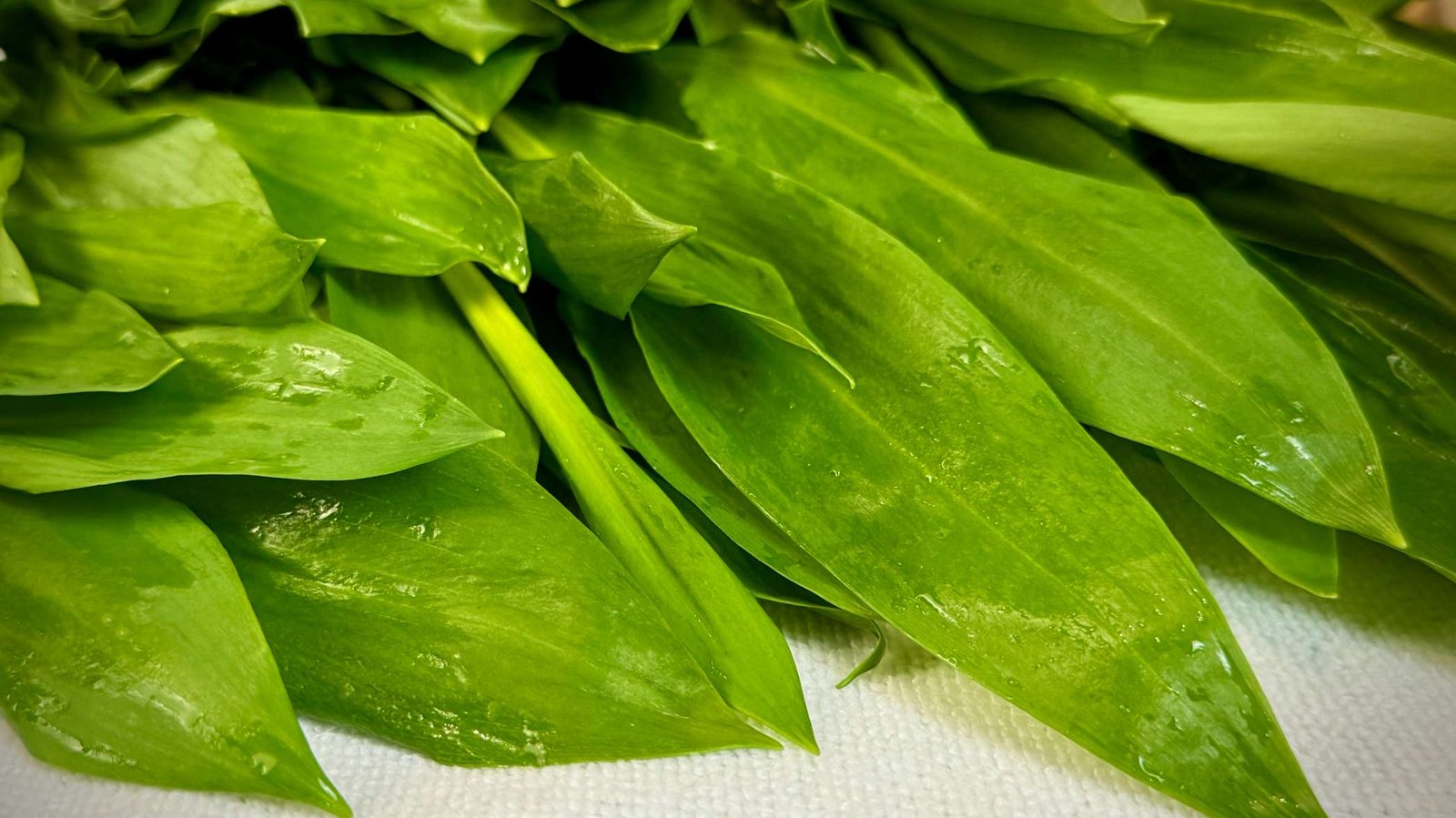 srijemus-divlji-bijeli-luk Svježe ubrani zeleni listovi srijemuša (divljeg bijelog luka).